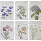 5x7 Floral Verse Print- St. Bernadette