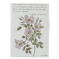 5x7 Floral Verse Print-St. Teresa of Calcutta