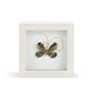 Heart of Gold Butterfly Shadowbox